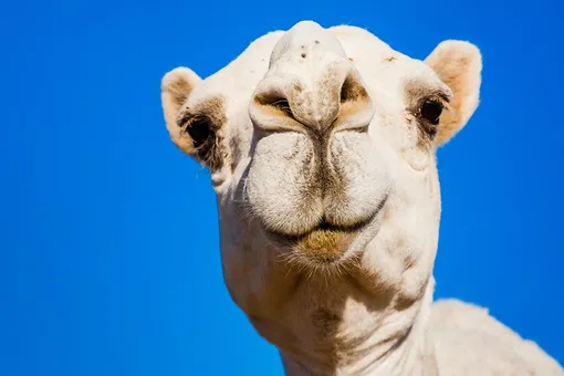 В зоопарке во время карантина родился белый двугорбый верблюжонок