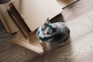 Как любовь к коробкам обернулась для кошки недельным путешествием
