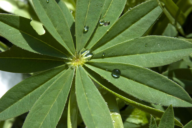 Растения, которые любят кислый грунт: описание, фото, как узнать, что ...