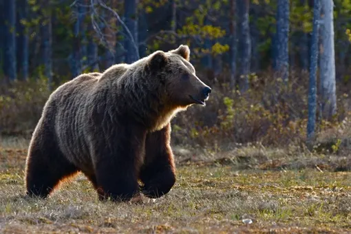 В Карпатах живёт много медведей
