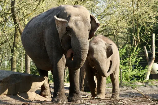Мама с дочкой устроили представление: цирковых слонов отправили в душ на автомойку 