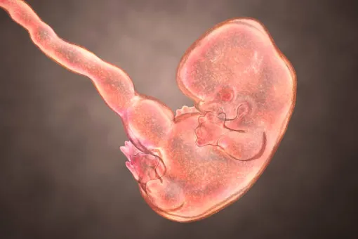 эмбрион 7 недель