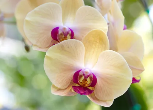 болезни орхидей фаленопсисов