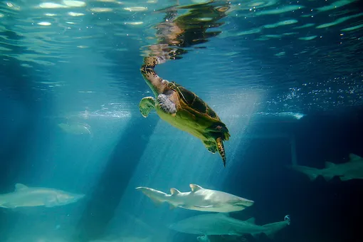 Невероятно! Рыбаки отбили черепаху у тигровой акулы (видео)