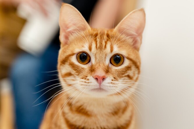 Как узнать возраст кошки по внешним признакам