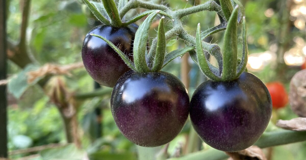 Чёрные помидоры: лучшие сорта, их описание и особенности