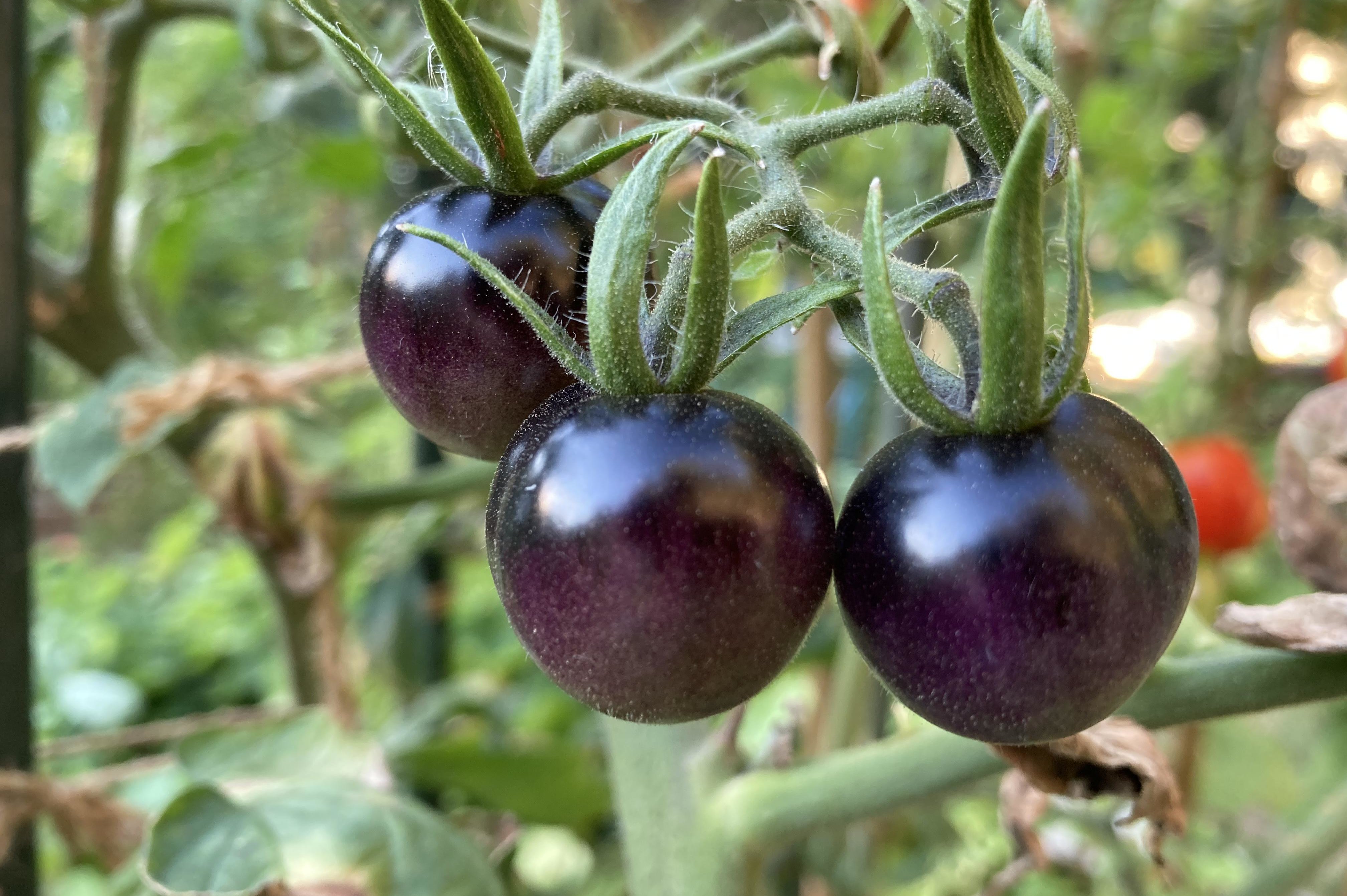 Чёрные помидоры: лучшие сорта, их описание и особенности
