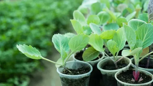 Условия выращивания рассады цветной капусты