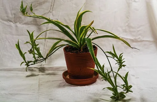 Хлорофитум хохлатый — тенелюбивые комнатные растения для прихожей