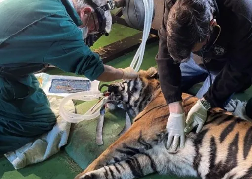 Тигрице делают операцию на роговице