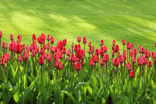 красные тюльпаны на зеленом газоне