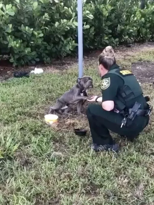 полицейская спасла собаку