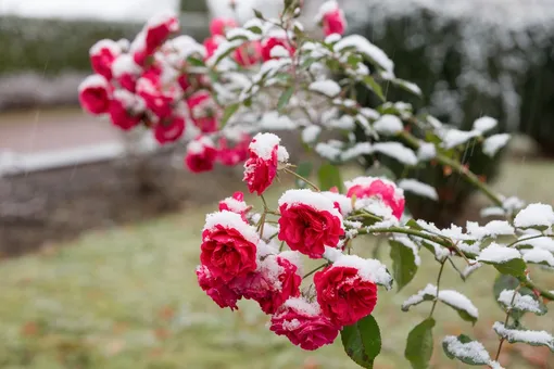 Частые ошибки подготовки роз к зиме