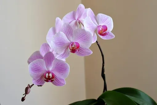 Как правильно омолодить старую орхидею: пошаговая инструкция