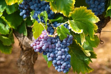 Как ухаживать за виноградом в июле: 8 обязательных операций для увеличения урожайности