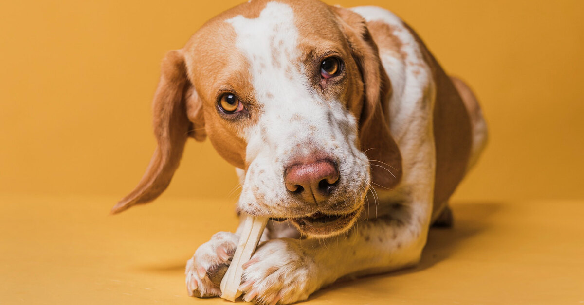 Что делать, если собака съела куриную кость? Полезные советы и рекомендации. [Собаки Dogs]