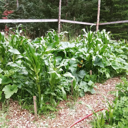 Кукуруза, фасоль и тыква — растения-компаньоны