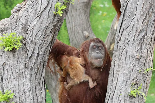орангутанги, вовлеченное отцовство