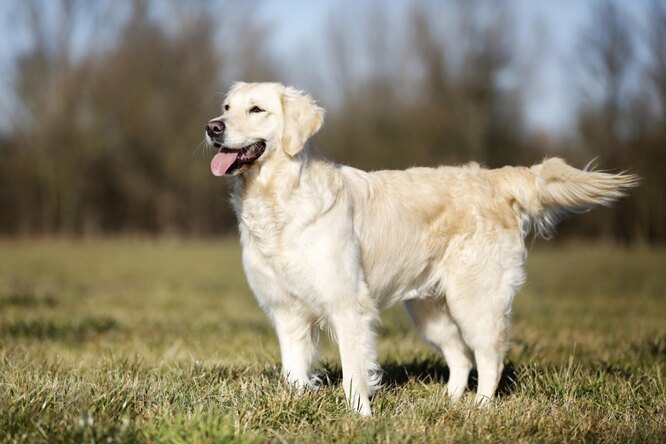 Ты что такой нервный? 10 самых чувствительных к стрессу пород собак