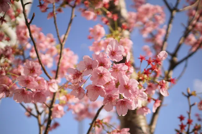 Сакура цветёт: 10 мест в России, где можно полюбоваться японской вишней