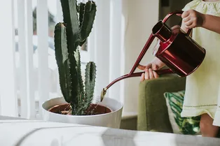 Как часто на самом деле нужно поливать кактус?