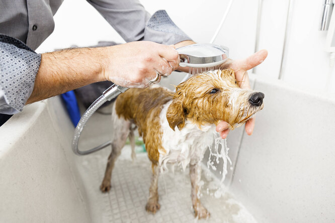 Мужчина моет собаку в ванне