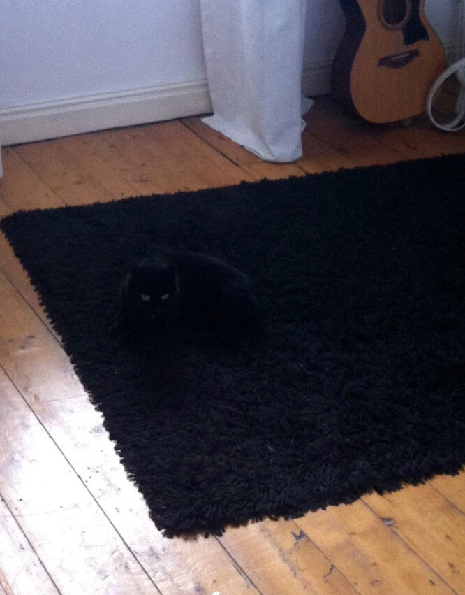 чёрный кот