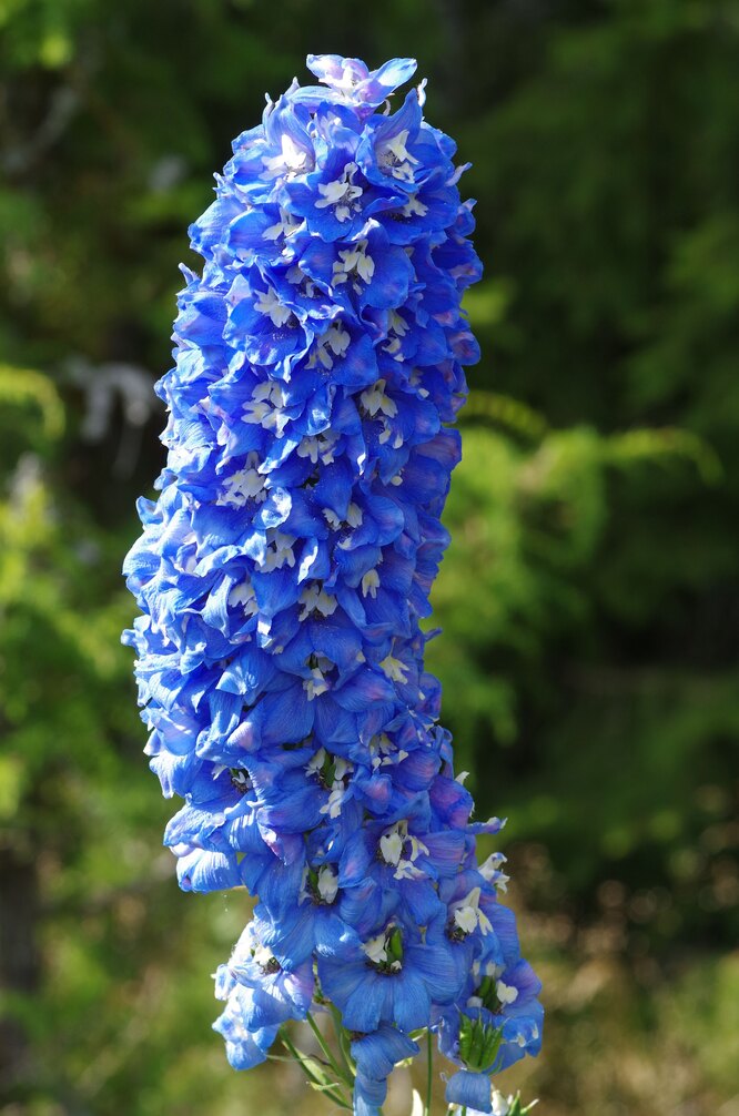 Hybrid Delphinium