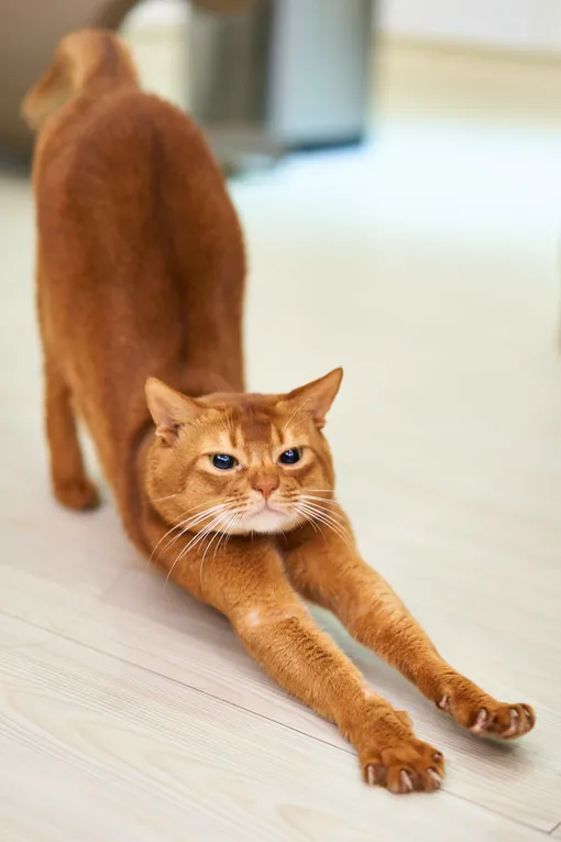 кошка, как замаскировать царапины на обоях от кошки