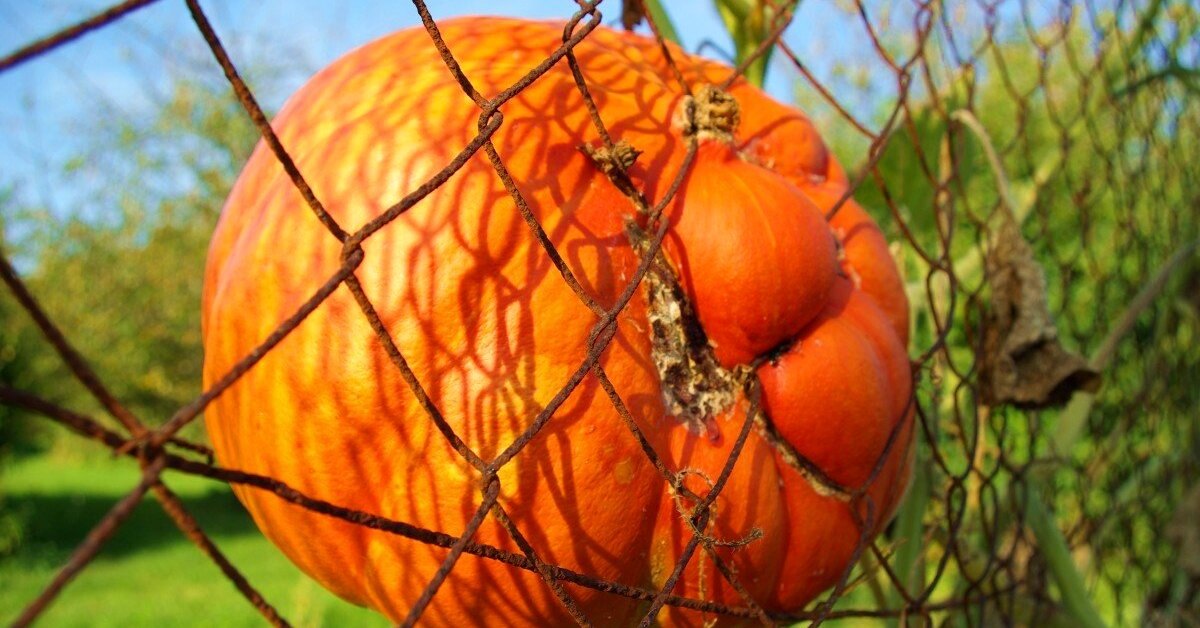 Какие преимущества дает формирование тыквы