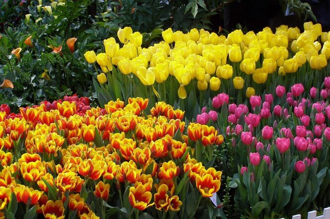 Podmínky úspěšného rozmnožování tulipánů