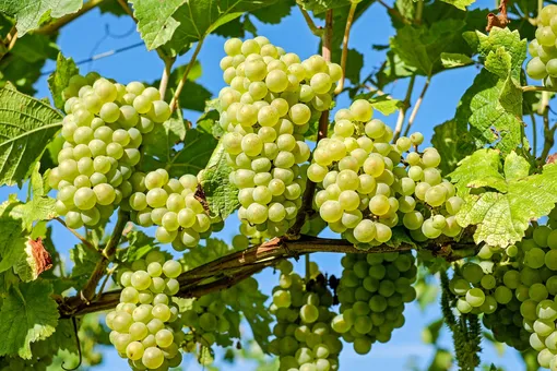Чеканка винограда в августе: основные правила и преимущества