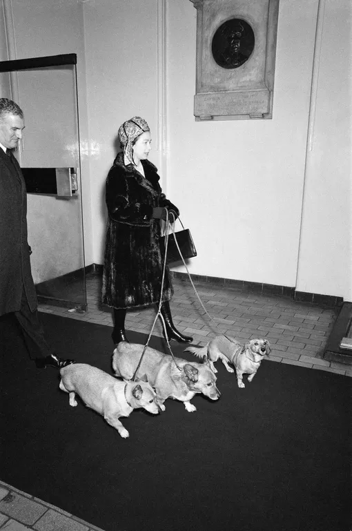 Елизавета II почти всегда была окружена своими приземистыми собачками, принцесса Диана даже однажды пошутила, назвав королевских корги живым ковром