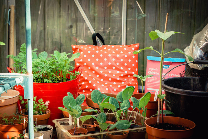 подготовить семена томатов к посадке на рассаду как подготовить семена баклажан к посадке как подготовить семена огурцов к посадке