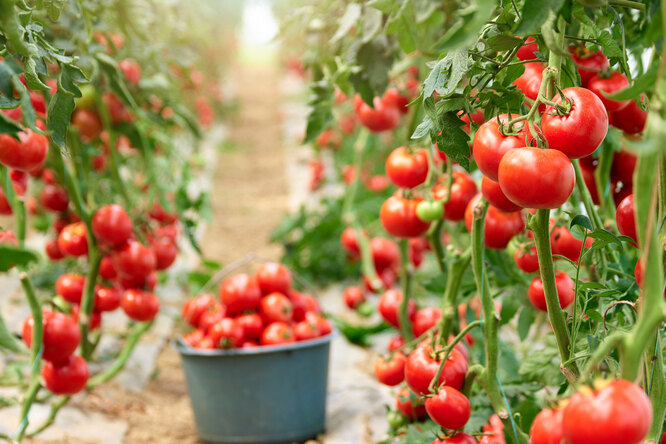 Чем подкормить томаты после высадки в теплицу весной