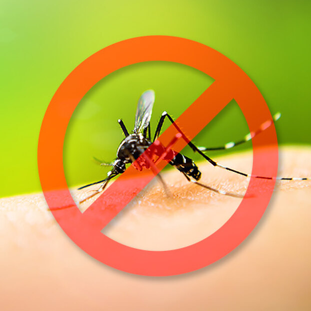 10 натуральных ароматов, которые не переносят комары