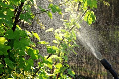 Водка, самогон и спирт в борьбе с тлёй в саду и огороде: секрет опытных дачников