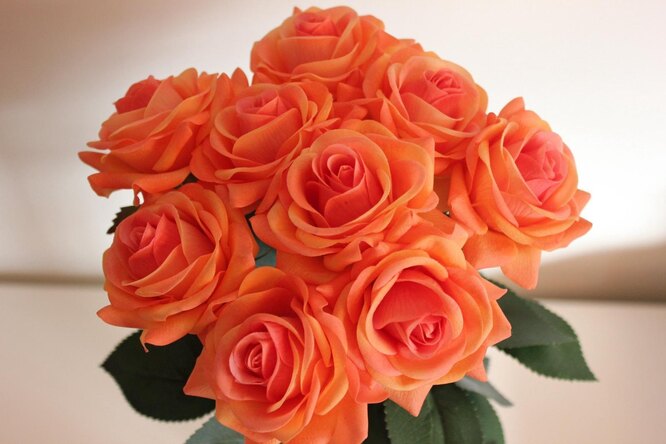 Оранжевые и персиковые цвета роз