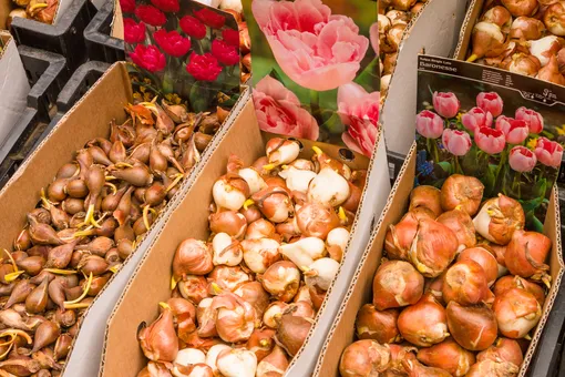 Хранить луковицы тюльпанов после цветения можно в коробках, уложив в два слоя