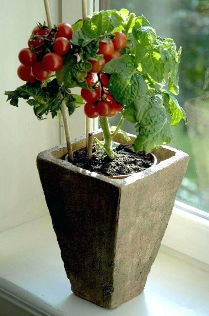 Как вырастить помидоры на подоконнике зимой