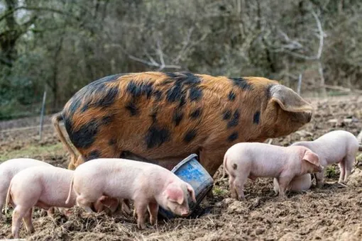 Беременная свинка сбежала с фермы, чтобы её дети родились свободными