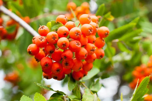 Рябина красная — одно из самых неприхотливых плодовых деревьев для сада