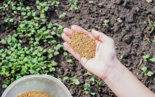 Как правильно сажать сидераты и когда их заделывать в почву