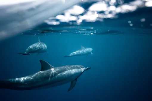 Дельфины плавают в океане