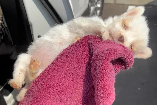 Ветеринар спас приютского щенка от усыпления, использовав кровь своих питомцев