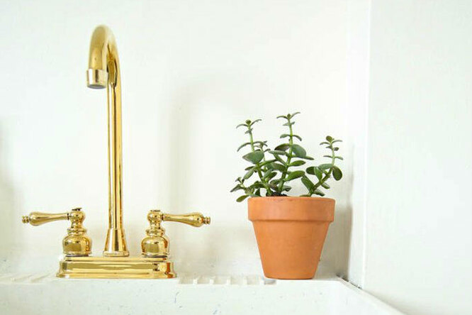 8 лучших растений, которые нужны в ванной комнате