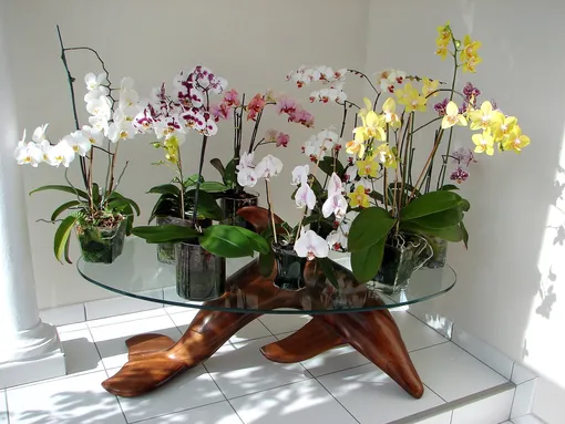Что нужно орхидее для цветения: условия выращивания