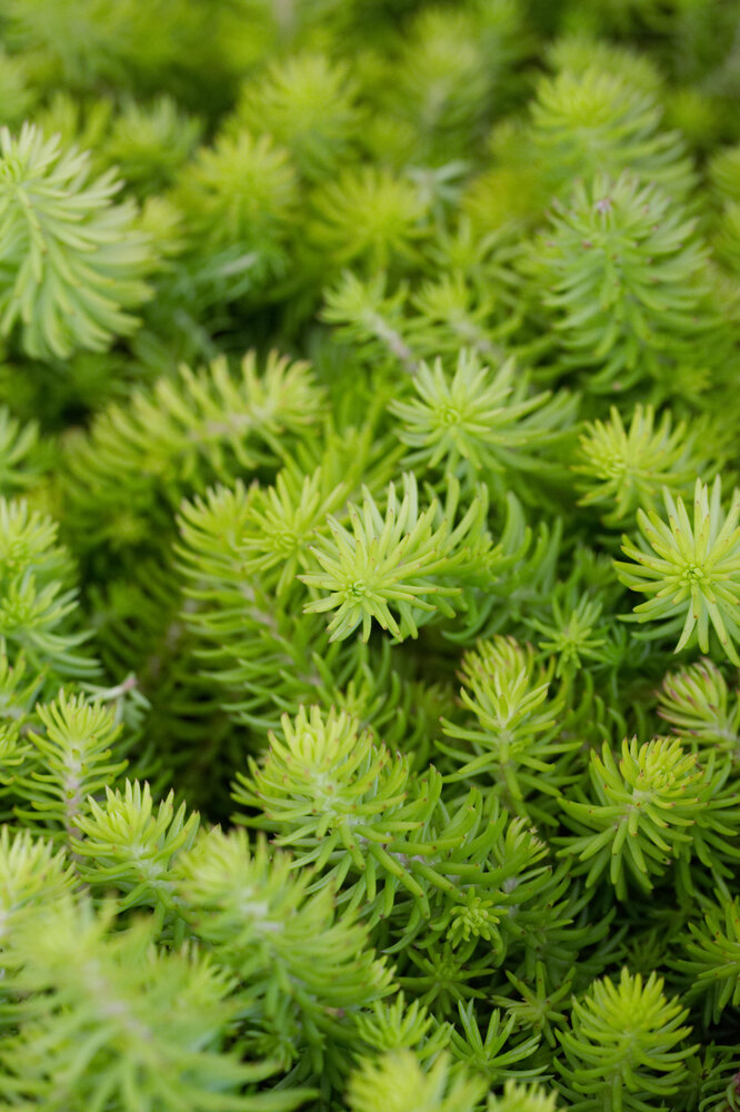 sedum místo trávníku
