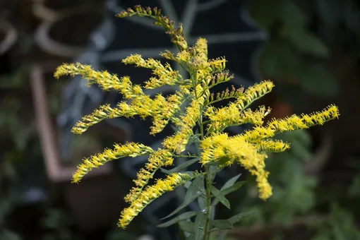 Тот самый золотарник Solidago altissima. Он широко распространён на североамериканском континенте.