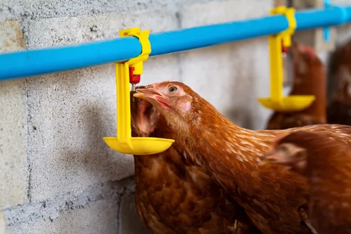 Умный курятник — это продуманная система с автоматизированным уходом за курицами